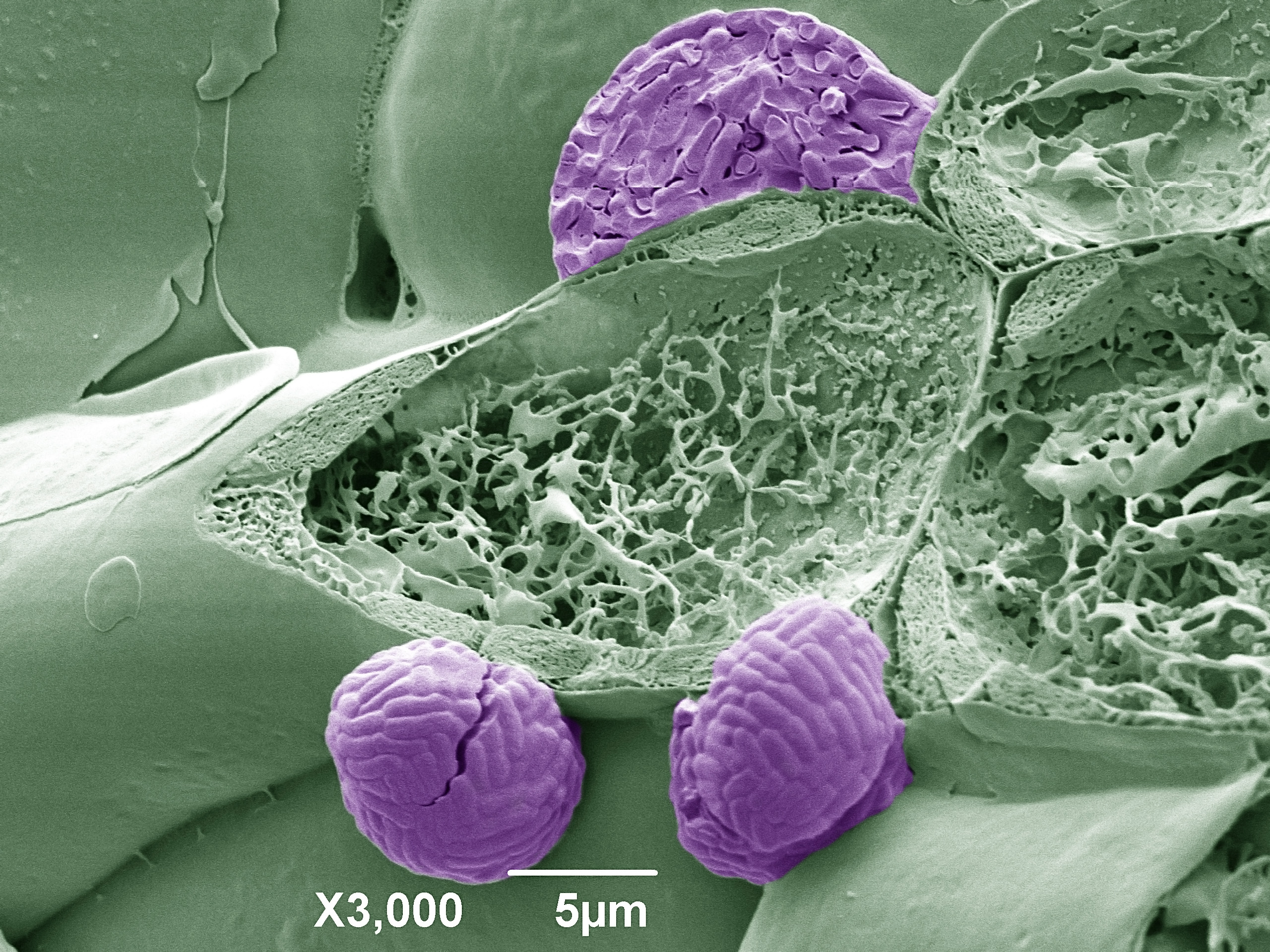 pseudomonas Image