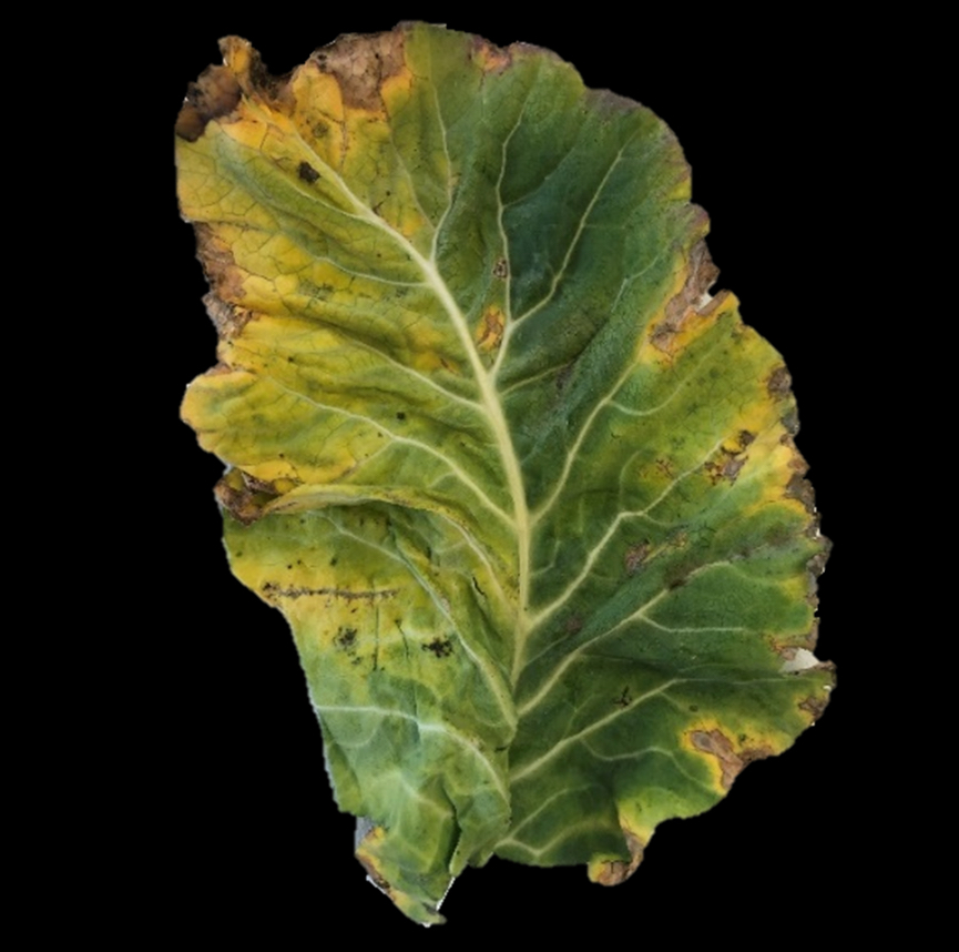 xanthomonas Image